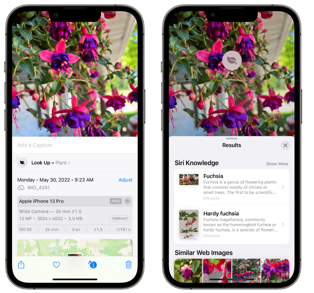 拜城苹果手机维修分享小技巧：使用 iPhone 相机识别花卉植物 
